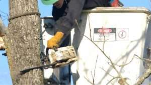 Tree Removals Dublin