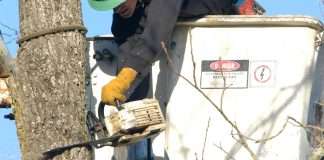 Tree Removals Dublin