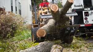 Tree Removals Dublin