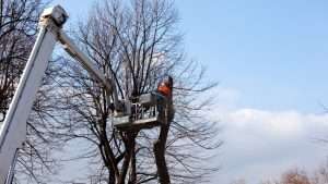 Tree Topping Dublin