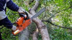 Tree Topping Dublin